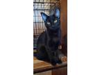 Adopt Sheba a All Black Oriental (short coat) cat in Sapulpa, OK (39143550)