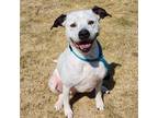 Adopt Bella Donna a White - with Black English Pointer / Pit Bull Terrier /
