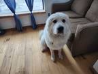 Adopt Fenrir (Fen) a White - with Tan, Yellow or Fawn Great Pyrenees / Mixed dog