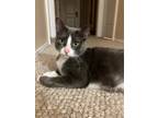 Adopt Sake a Black & White or Tuxedo American Shorthair / Mixed cat in