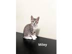 Adopt Miley a Gray, Blue or Silver Tabby Domestic Shorthair (short coat) cat in