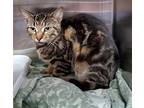 Adopt Heath Bar (TAS # 8) a Brown Tabby Domestic Shorthair / Mixed (short coat)