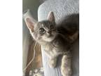 Adopt Silver a Gray, Blue or Silver Tabby Domestic Mediumhair / Mixed (medium