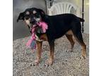 Adopt Princess a Black Beagle / Mixed dog in Columbia Station, OH (39139810)