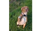 Adopt ROSA a Red/Golden/Orange/Chestnut American Pit Bull Terrier / Mixed dog in