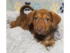 Adopt Squirrel a Brown/Chocolate - with Tan Beagle / Mixed dog in Hammonton
