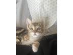 Adopt Cleo a Spotted Tabby/Leopard Spotted Domestic Shorthair / Mixed (short