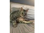 Adopt Crystal a Gray or Blue (Mostly) Bengal / Mixed (medium coat) cat in Las