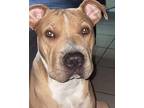 Adopt Chito a Tan/Yellow/Fawn American Pit Bull Terrier / Shar Pei / Mixed dog