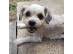 Adopt Dior a White - with Tan, Yellow or Fawn Shih Tzu / Mixed dog in St.