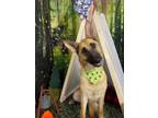 Adopt Annika a Tan/Yellow/Fawn - with Black Belgian Malinois / German Shepherd