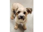 Adopt Shuriki a White - with Tan, Yellow or Fawn Havanese / Mixed dog in