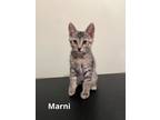 Adopt Marni a Brown Tabby Domestic Shorthair (short coat) cat in Fallbrook