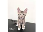 Adopt Tiffany a Gray, Blue or Silver Tabby Domestic Shorthair (short coat) cat