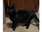 Adopt Sarah a All Black Bombay (short coat) cat in Saint Louis, MO (39143106)