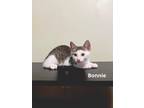 Adopt Bonnie a Gray, Blue or Silver Tabby Domestic Shorthair (short coat) cat in
