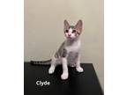 Adopt Clyde a Gray, Blue or Silver Tabby Domestic Shorthair (short coat) cat in