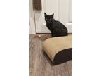 Adopt Winnie a All Black Bombay (short coat) cat in Saint Louis, MO (39143075)