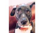 Adopt Mona a Black - with Gray or Silver Mutt / American Pit Bull Terrier /