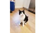 Adopt Renly a Black & White or Tuxedo Domestic Shorthair / Mixed (short coat)