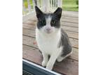 Adopt Aidan a Gray or Blue American Shorthair / Mixed (short coat) cat in Mount
