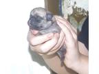 Adopt PUG PUP 6 a Pug dog in Kuna, ID (39142866)