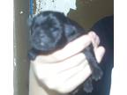 Adopt PUG PUP 3 a Pug dog in Kuna, ID (39142863)