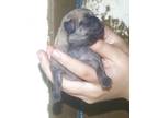 Adopt PUG PUP 2 a Pug dog in Kuna, ID (39142862)