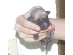 Adopt PUG PUP 1 a Pug dog in Kuna, ID (39142861)