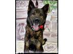 Adopt Brutus a Black - with Tan, Yellow or Fawn German Shepherd Dog / Mixed dog