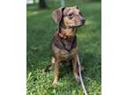 Adopt Betty a Brown/Chocolate - with Tan Beagle / Mixed dog in Sharon Center