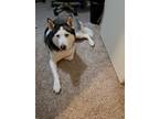 Adopt Tajjo a Black - with White Husky / Mixed dog in Lincoln, NE (39142783)