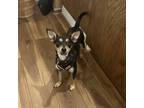 Adopt Addie a Black - with Tan, Yellow or Fawn Rat Terrier / Miniature Pinscher