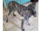 Adopt Brandi a Brindle Greyhound / Mixed dog in newfoundland, PA (39141296)