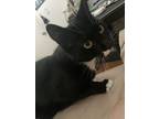 Adopt Kiva a Black & White or Tuxedo American Shorthair / Mixed (short coat) cat
