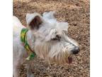 Adopt Angel a White Schnauzer (Miniature) / Mixed dog in Sandston, VA (39142145)