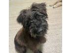 Adopt Friday a Brown/Chocolate Schnauzer (Miniature) / Wheaten Terrier / Mixed