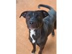 Adopt BOK CHOY a Black American Pit Bull Terrier / Mixed dog in Athens