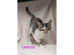 Adopt Lettuce a Brown Tabby Domestic Shorthair (short coat) cat in Springfield