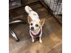 Adopt Gracie a Red/Golden/Orange/Chestnut - with White Jack Russell Terrier /