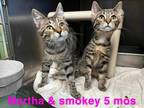 Adopt Smokey a Brown Tabby Domestic Shorthair (short coat) cat in Springfield