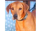 Adopt Brandy 23-08-150 a Bloodhound / Mixed Breed (Large) / Mixed dog in