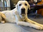 Adopt Beau a Tan/Yellow/Fawn Great Pyrenees / Akbash / Mixed dog in Sacramento