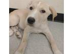 Adopt Murray 23-08-122 a Tan/Yellow/Fawn Labrador Retriever / Mixed dog in