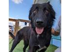 Adopt Logan 23-08-114 a Black Flat-Coated Retriever / Mixed dog in Bastrop