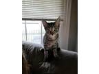 Adopt Tommi a Brown Tabby Domestic Shorthair / Mixed cat in Phillipsburg