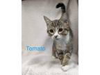 Adopt Tomato a Brown Tabby Domestic Shorthair (short coat) cat in Springfield