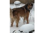 Adopt Leo a Brown/Chocolate - with White Collie / Great Pyrenees / Mixed dog in