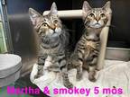 Adopt Martha a Brown Tabby Domestic Shorthair (short coat) cat in Springfield