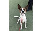 Adopt Moose a White Jack Russell Terrier / Mixed dog in El Paso, TX (39089903)